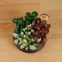 Fittonia Love