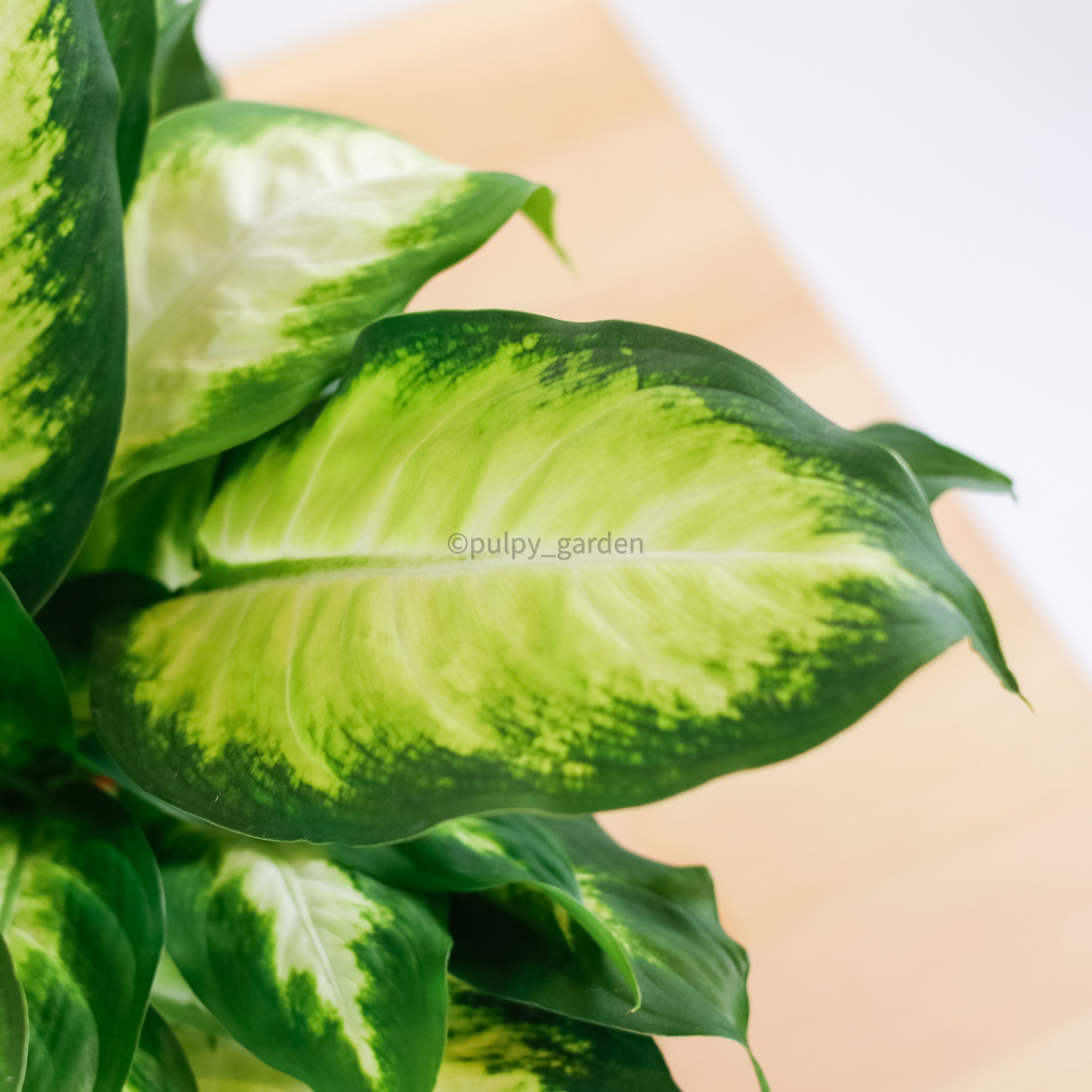 dieffenbachia maculata 'summer style' Dieffenbachia 'Summer Style' in Nursery Grow Pot – Pulpy Garden