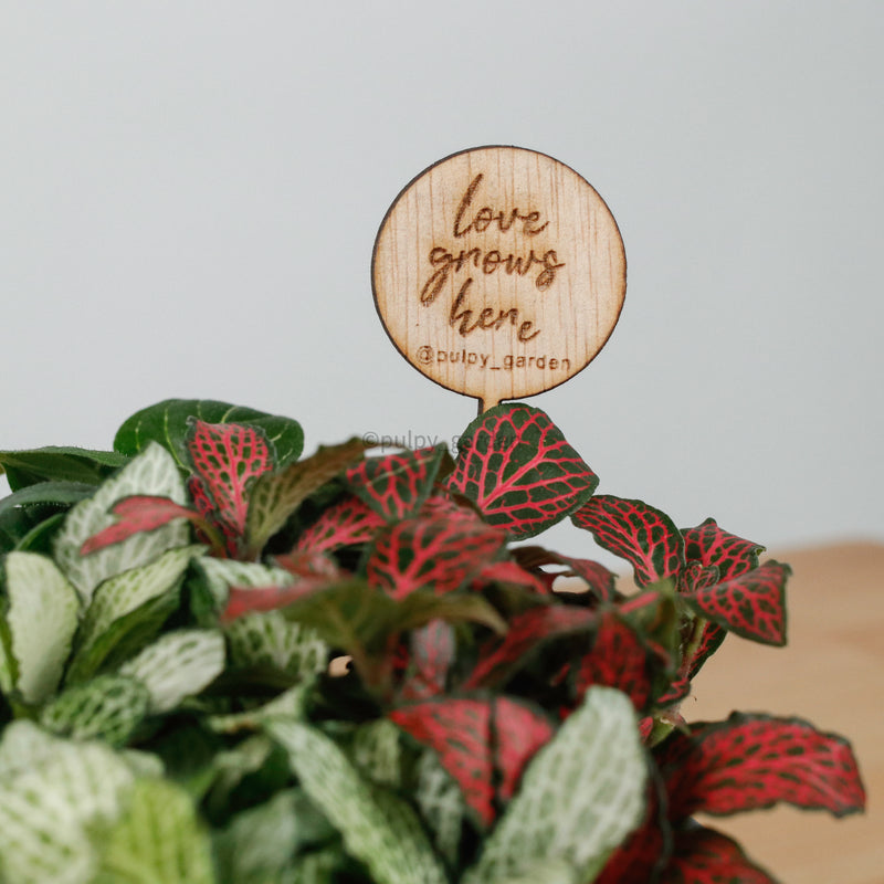 Fittonia Love