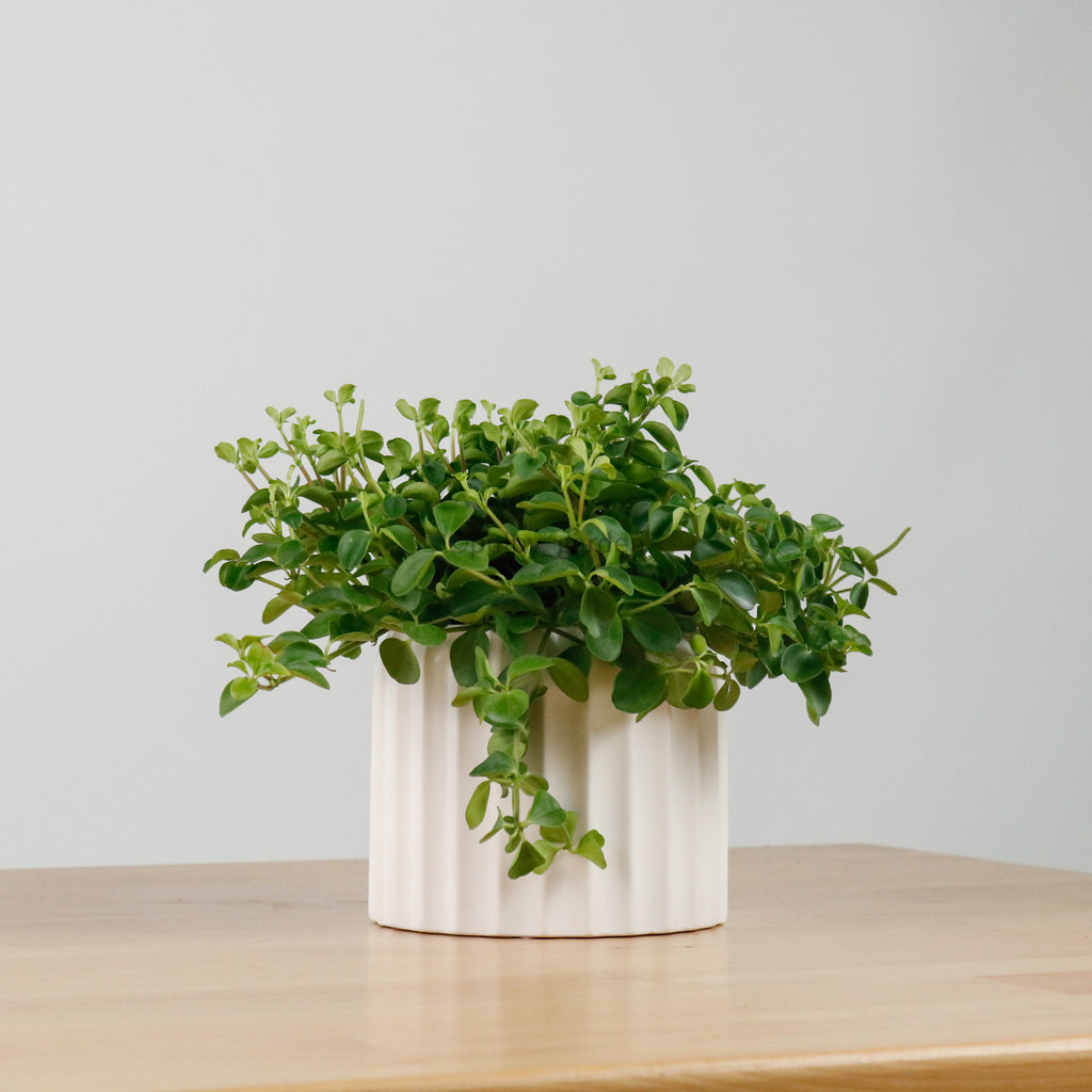 Peperomia rotundifolia Plant in White Ribbed Planter