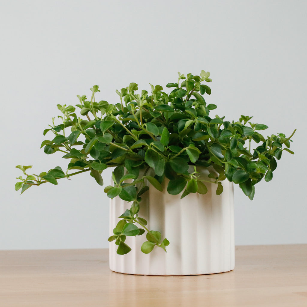 Peperomia rotundifolia Plant in White Ribbed Planter