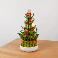 Lucky Bamboo Tower (3, 5 and 8 Levels) in Ceramic Planter