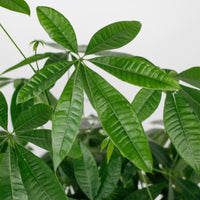 Large Pachira Braided (105cm) in Nursery Grow Pot (发财树 - Fa Cai Shu)