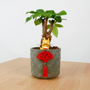 Pachira in Oriental Planter (发财树 - Fa Cai Shu) with Dragon