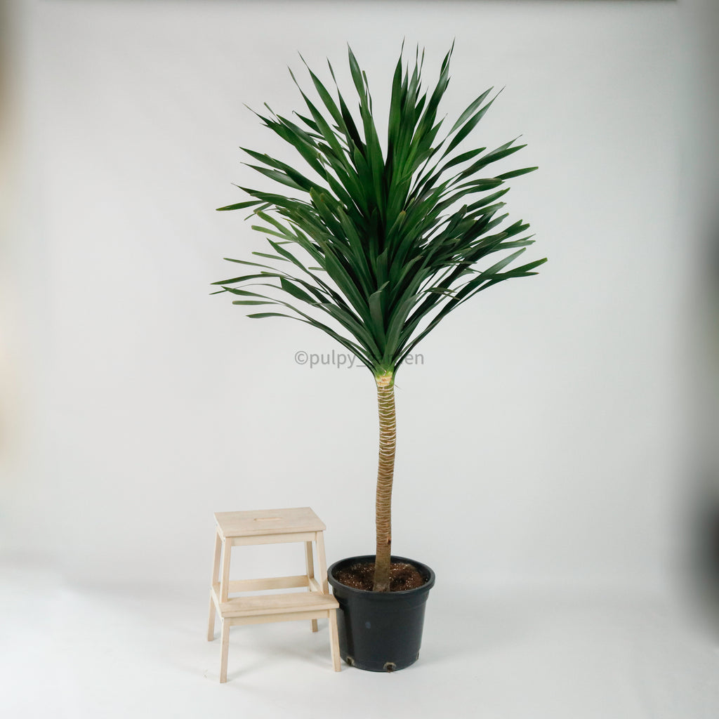 Large Dracaena Draco "Dragon" 220cm (Single Head) in Nursery Grow Pot