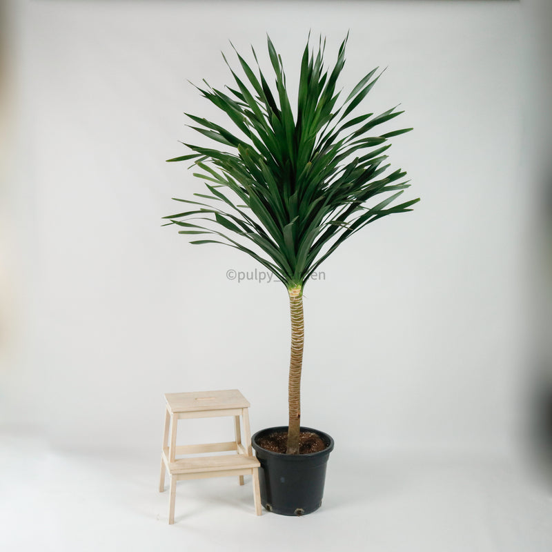 Large Dracaena Draco "Dragon" 220cm (Single Head) in Nursery Grow Pot