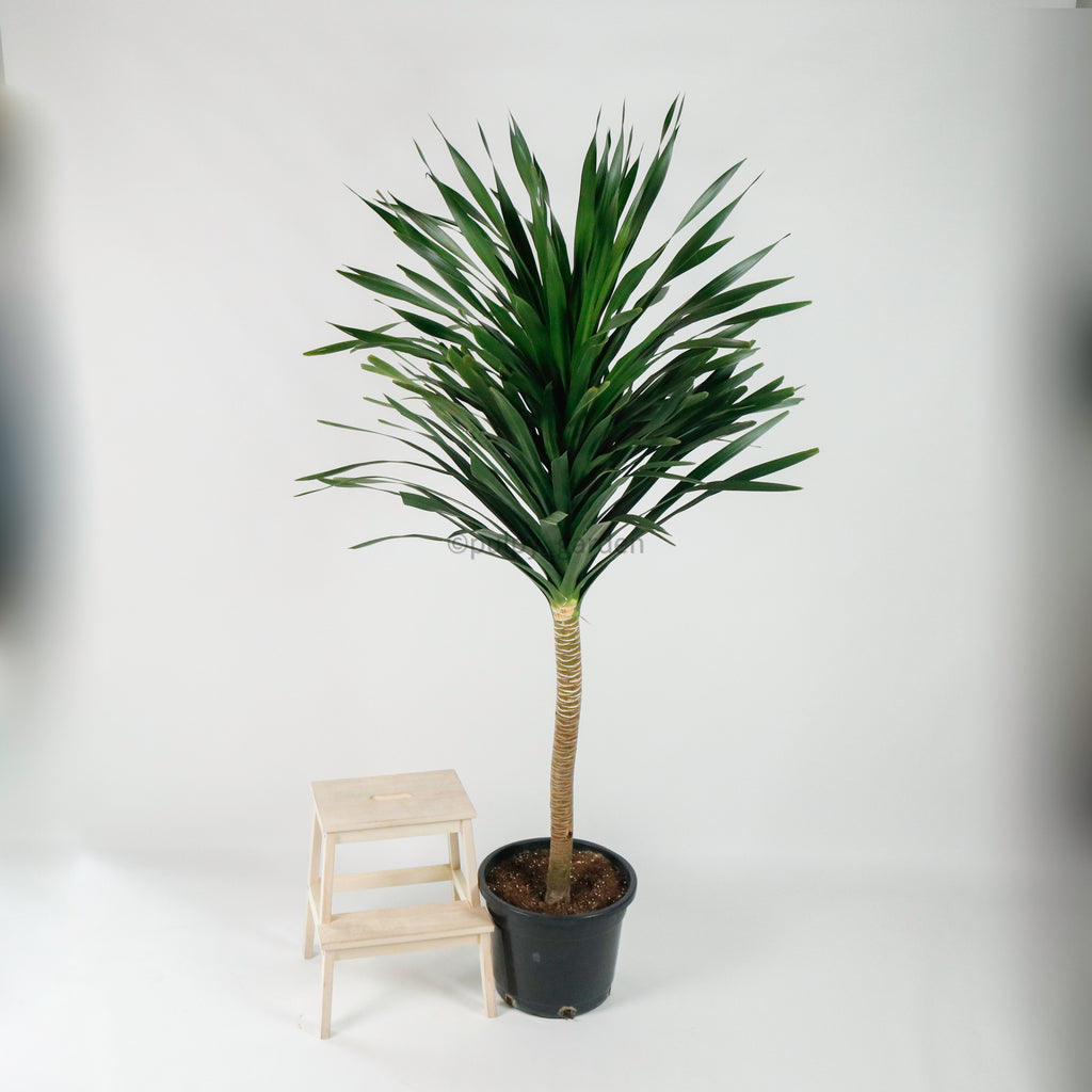 Large Dracaena Draco "Dragon" 220cm (Single Head) in Nursery Grow Pot