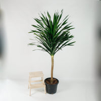 Large Dracaena Draco "Dragon" 220cm (Single Head) in Nursery Grow Pot