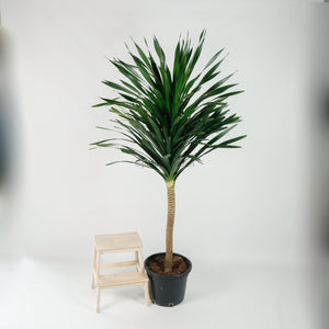 Large Dracaena Draco "Dragon" 220cm (Single Head) in Nursery Grow Pot