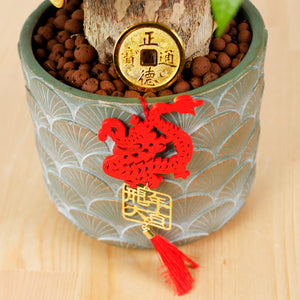 Pachira in Oriental Planter (发财树 - Fa Cai Shu) with Dragon