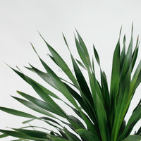 Large Dracaena Draco "Dragon" 220cm (Single Head) in Nursery Grow Pot