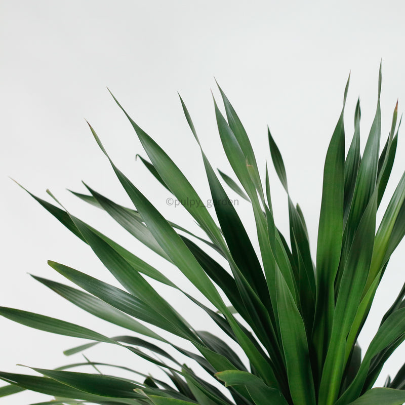 Large Dracaena Draco "Dragon" 220cm (Single Head) in Nursery Grow Pot