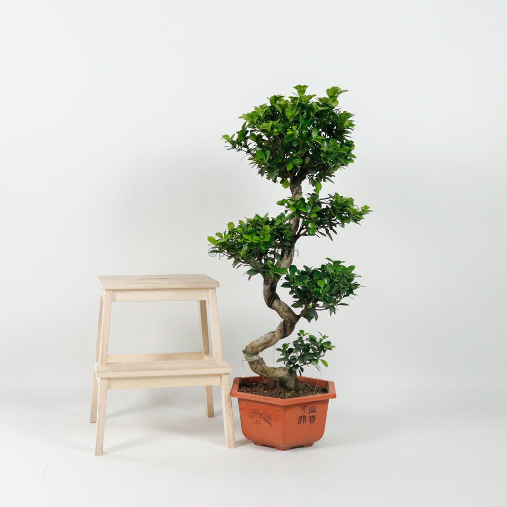 Large Ficus Bonsai plant (110cm) in Nursery Grow Pot