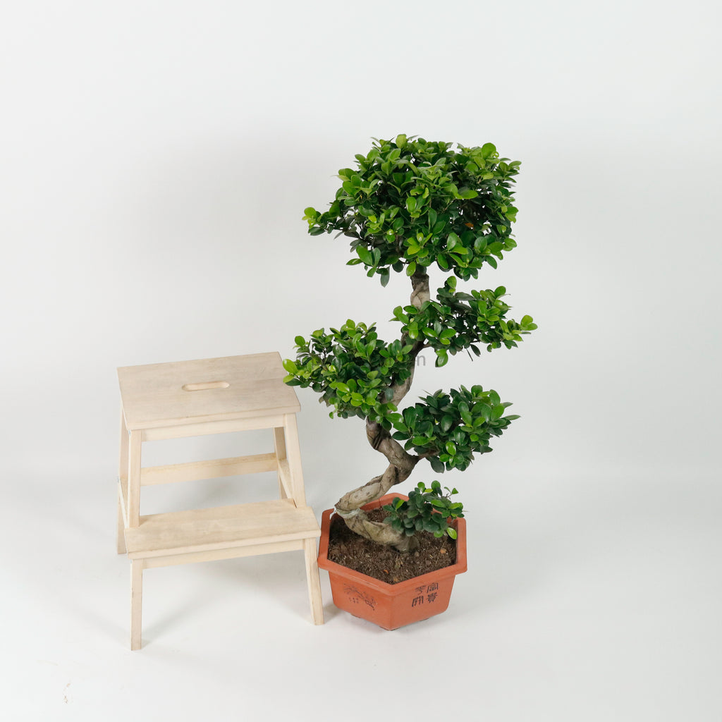 Large Ficus Bonsai plant (110cm) in Nursery Grow Pot