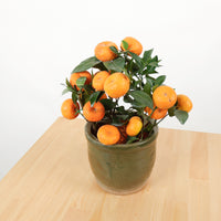 PRE-ORDER  Small China Mandarin Tree in Ceramic Planter