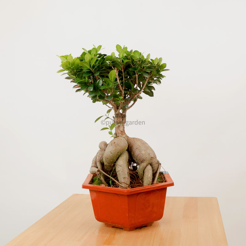 Ficus Bonsai plant (Medium) in Nursery Grow Pot