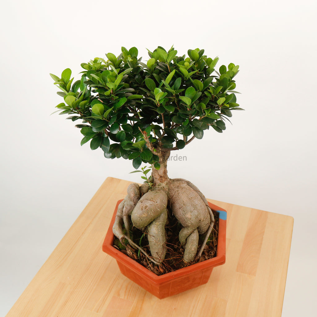 Ficus Bonsai plant (Medium) in Nursery Grow Pot