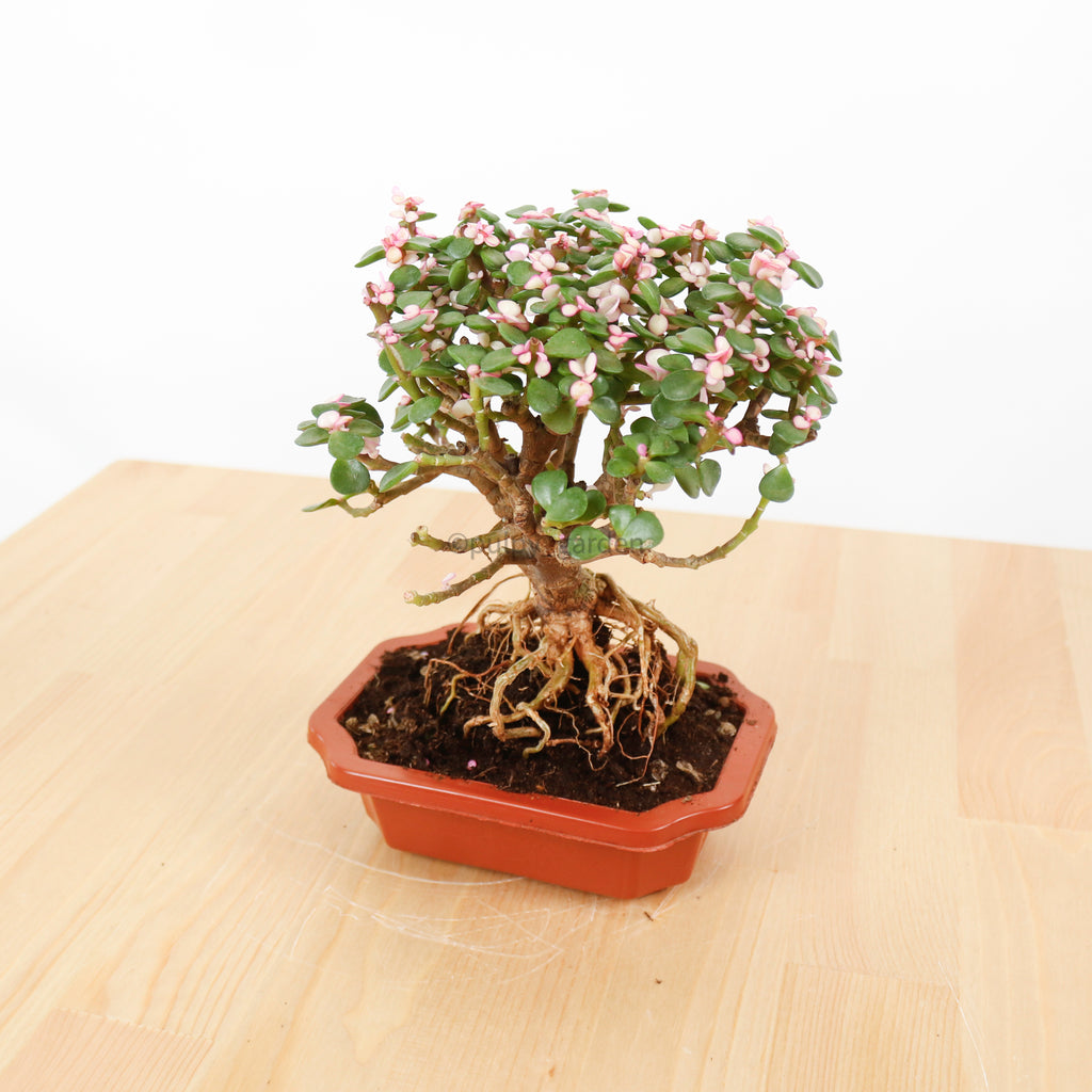 Chinese Jade Ginseng plant in Nursery Grow Pot (树马齿苋)