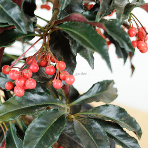 Coral Berry - Fu Guai Zai (满堂红/富贵籽) in Nursery Grow Pot