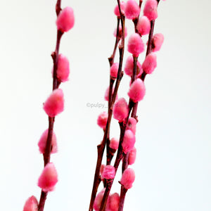 Pussy Willow White, Pink and Red (1ft and 6ft)