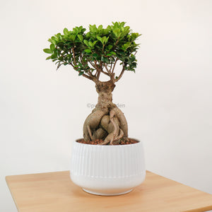 Ficus Bonsai plant (Medium) in White Ava Planter