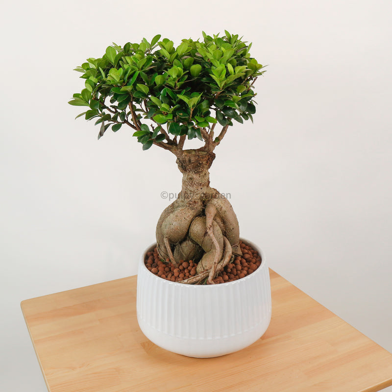 Ficus Bonsai plant (Medium) in White Ava Planter