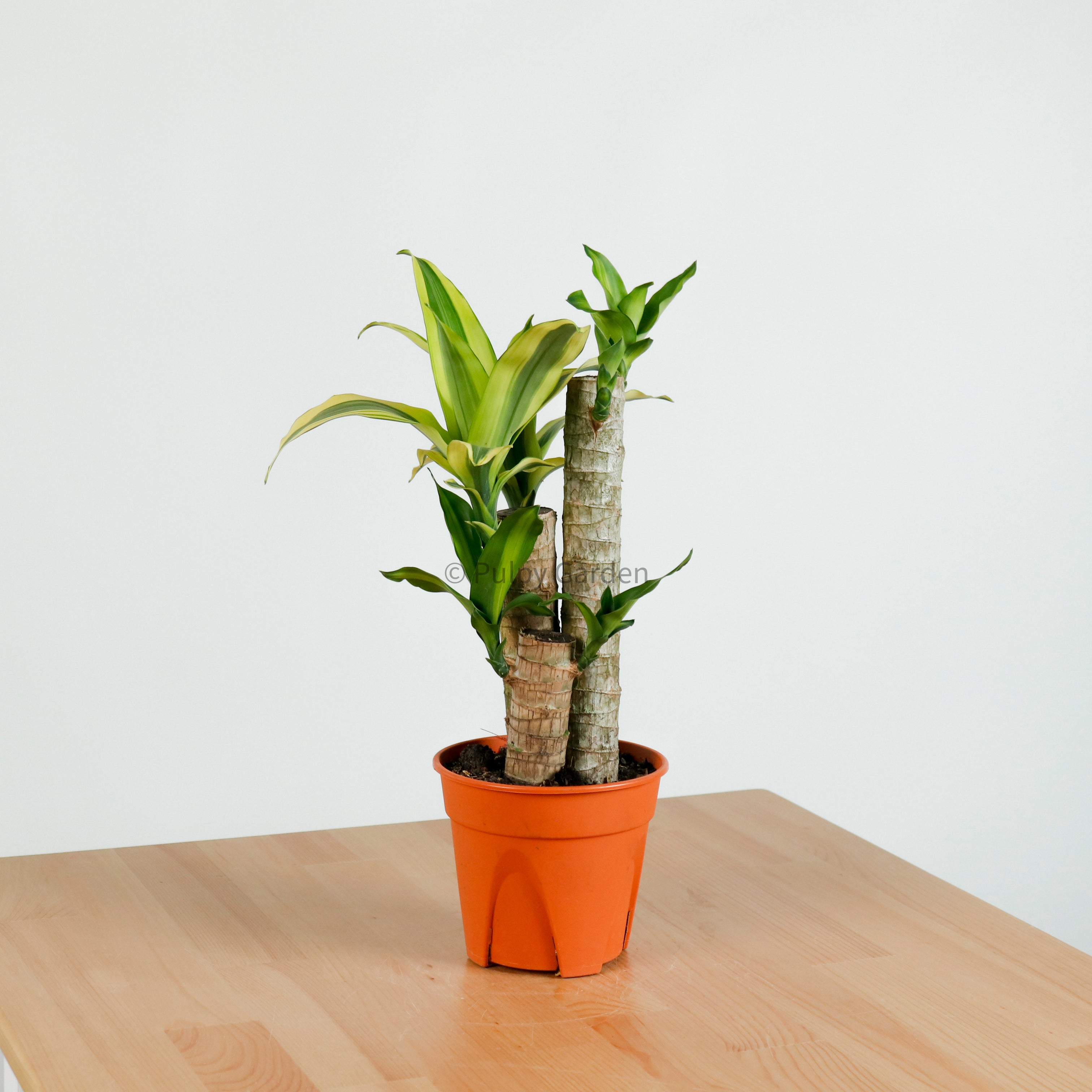 dracaena fragrans indoor care Dracaena dracaena fragrans cane (Mini 42cm) in Nursery Grow Pot – Pulpy Garden