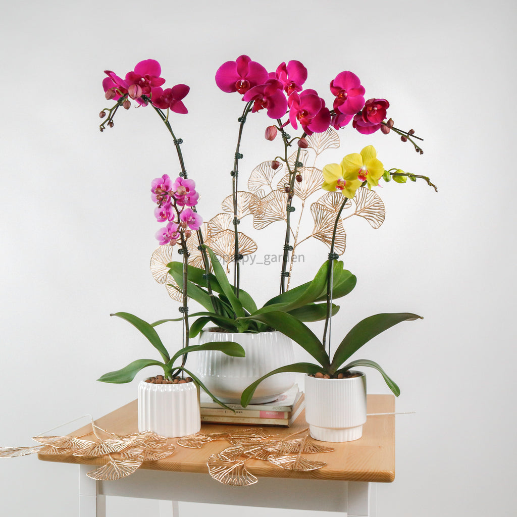 Phalaenopsis Orhcids in White Planter (3 Types)
