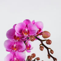 Phalaenopsis Orhcids in Nursery Grow Pot