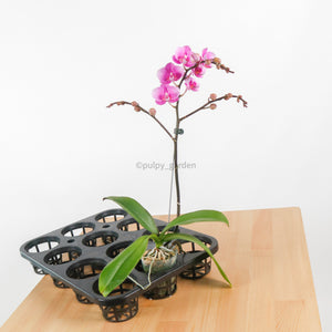 Phalaenopsis Orhcids in Nursery Grow Pot