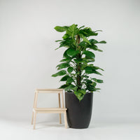 Large Money Plant (130cm) in Black Rustic Planter