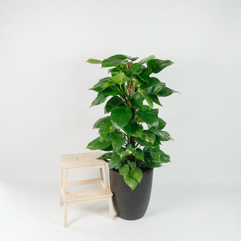 Large Money Plant (130cm) in Black Rustic Planter