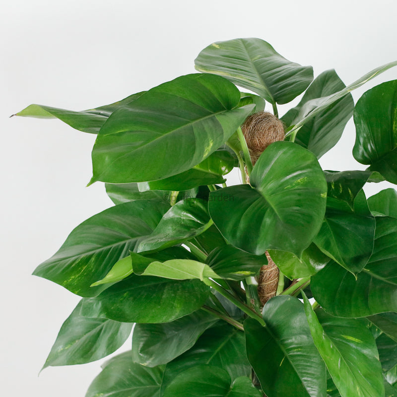 Large Money Plant (130cm) in Black Rustic Planter
