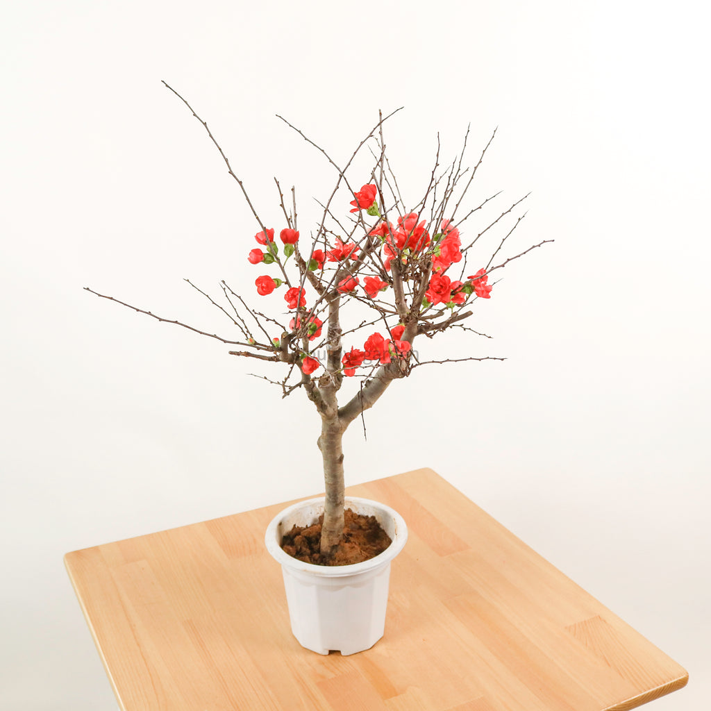 Cherry Blossom in Nursery Grow Pot