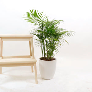 Large Jawa Palm 80CM in White Glossy Planter
