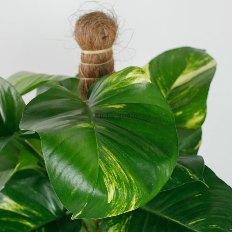 Large Money Plant (130cm) in Black Rustic Planter
