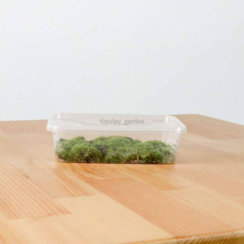 Pincushion Moss