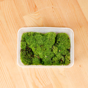 Pincushion Moss