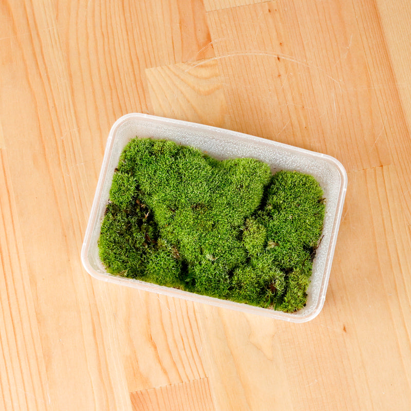 Pincushion Moss