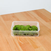 Pincushion Moss