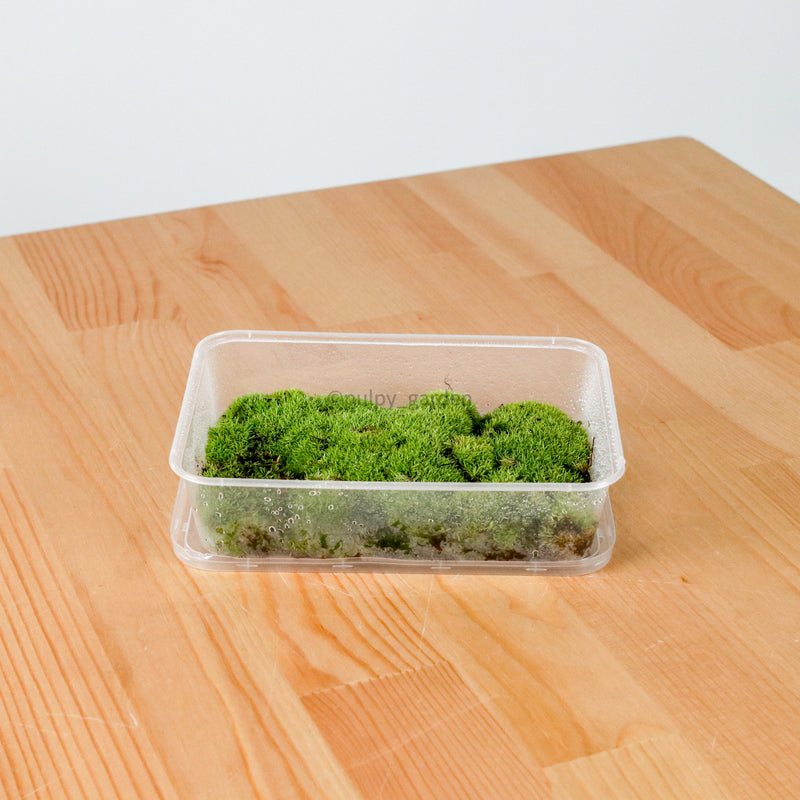 Pincushion Moss