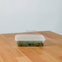 Pincushion Moss