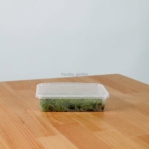 Pincushion Moss