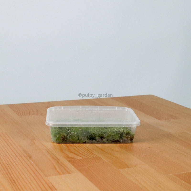 Pincushion Moss