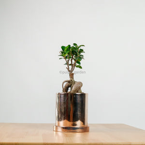 Ficus Bonsai plant in Rosie Planter
