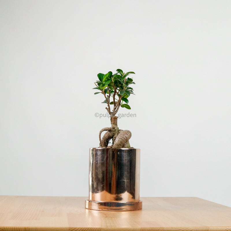 Ficus Bonsai plant in Rosie Planter