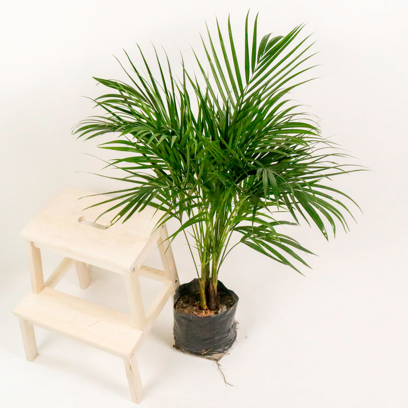 yellow palm indoor plant Large Yellow Palm (138cm) in Nursery Grow Pot – Pulpy Garden