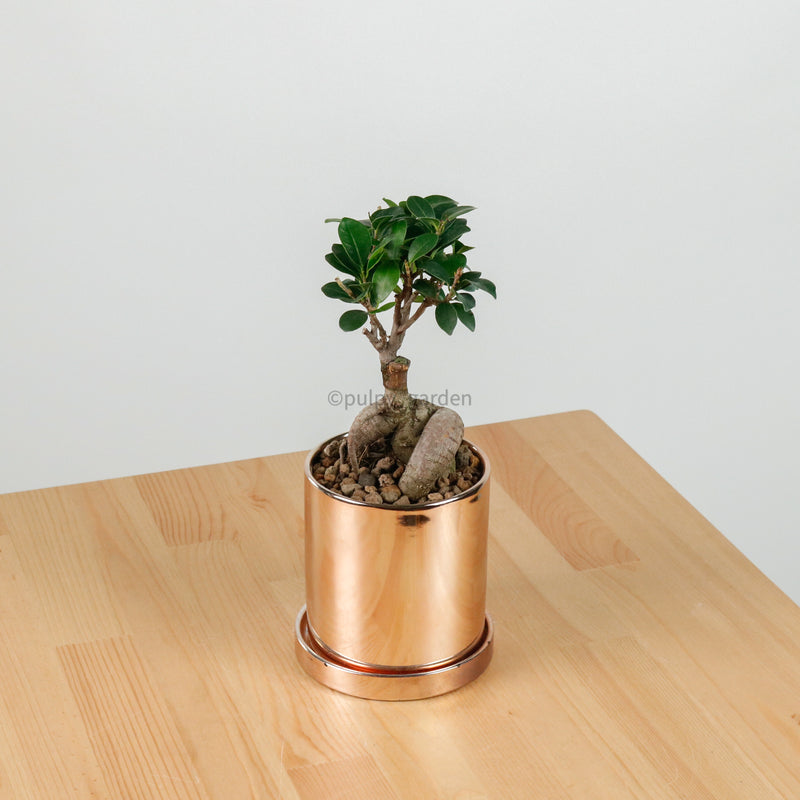 Ficus Bonsai plant in Rosie Planter