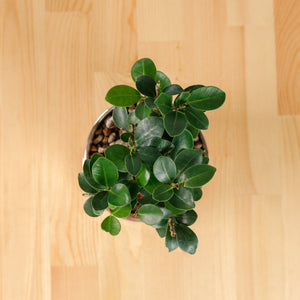 Ficus Bonsai plant in Rosie Planter