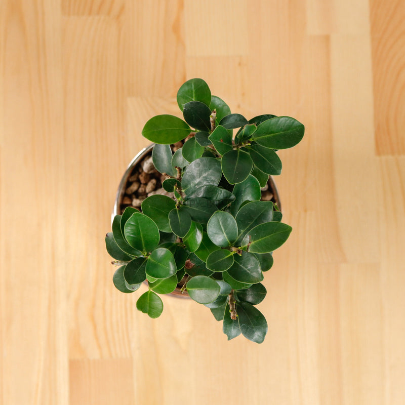 Ficus Bonsai plant in Rosie Planter